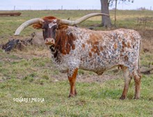 Allens Bold & Beautiful