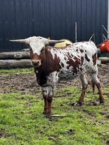 RC Rebel's Golden Lady