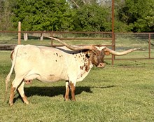 RJF MVP Cowgirl - Tag 040