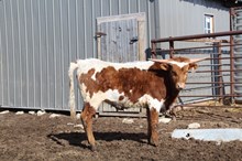 RJF CASANOVA ROSEBUD X REBEL HR (H)